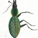 Beetle by Pearl Neithercut