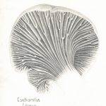 cantharellus cibarius by Pearl Neithercut