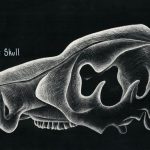 Pecori Skull by Pearl Neithercut
